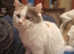 Ragdoll/Ragamuffin tri coloured stunning cat