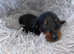 miniature Dachshund puppies