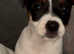 Jack Russell puppy's