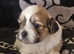 Adorable Maltese x Pekingese Puppies Looking for Their Forever Homes!