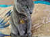 Gorgeous Russian Blue female for caring family
