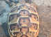 Herman tortoise Eastern amd western Cb june 2024