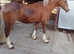 Well breed c mare xx
