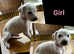 Saluki Collie x Greyhound Puppies