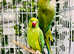 Stunning baby Indian ringnick parrot