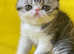 Gorgeous Exotic Shorthair kittens