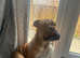 Bull dog