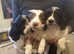 Cockapoo pups for sale