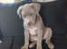 Beautiful female American Bully