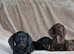 Quality Miniature Dachshunds