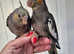 Hand reared baby Cockatiels