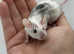 5 female fancy mice (please read description).