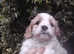 Gorgeous f1 cavachons