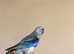 Blue rosella pair aviary bird