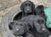 Labrador Pups Chunky black health tested parents
