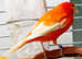 Singer Red factor intensive male canary successful clutches