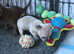 2 Registered KC Chihuahua boys still available *Ready now*