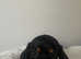 Ready 18th last little girl dachshund