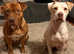 Reduced American bulldog puppies 2 BOYS LEFT!!