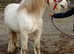 ELVIS APPROX 14 HANDS QUALITY DALES TYPE GELDING 9YRS