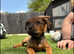 Bullmastiff x Rottweiler puppies