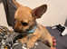 Chihuahua X Irish Terrier Puppies