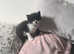 Kittens fluffy