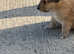 Rough collie pups