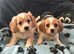 Cavachon x cavalier King Charles puppies