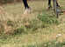 7 year old Welsh Cross gelding