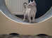 Our last pedigree girl is purring for a fur-ever- home! Fully litter trained, very used to being handled and cuddled and ready to join a new family. C