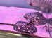 Black Diamond & Pearl (MALE) Stingray Pair For Sale