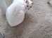 Rehoming  white cat female