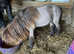 Minature Shetland Pony Yearling