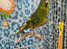 Kakariki for sale