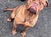 Beautiful female dogue de Bordeaux