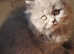 Gccf registered British shorthair/longhair
