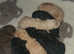 Standard poodle puppys kc registered health tested