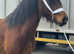 Project mare