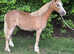 REGISTERED SEC A FILLY