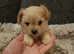 Tiny little chipoo boy puppy