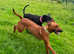 Home needed for our ridgeback Layla