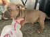 Pocket bully puppies READY TO GO!