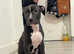 Blue staffy
