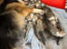 Queens Welsh Pembroke Corgi Puppies