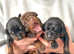 Exceptional European Doberman puppies due 18/5/25