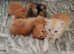 Maine coon kittens