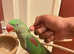 Beautiful young alexandrine parrot