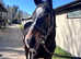 Beautiful big lad For sale looking for a new career