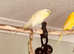4 budgies with large cage and smaller cage